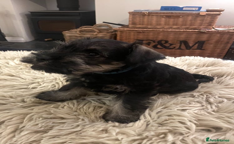 Miniature Schnauzer dogs - Advert 1