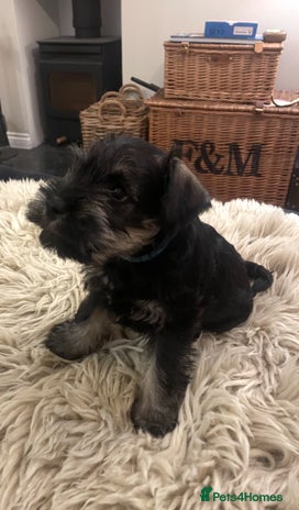 Miniature Schnauzer dogs - Advert 3