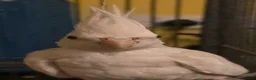 Cockatiels birds for sale: Albino Cockatiel–14 Weeks–Breeder Bred - Wetherby in Wetherby - Advert 9