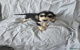 Cocker Spaniel dogs for sale: READY NOW 1/2 show 1/2 working cocker spaniel pups - Image 6