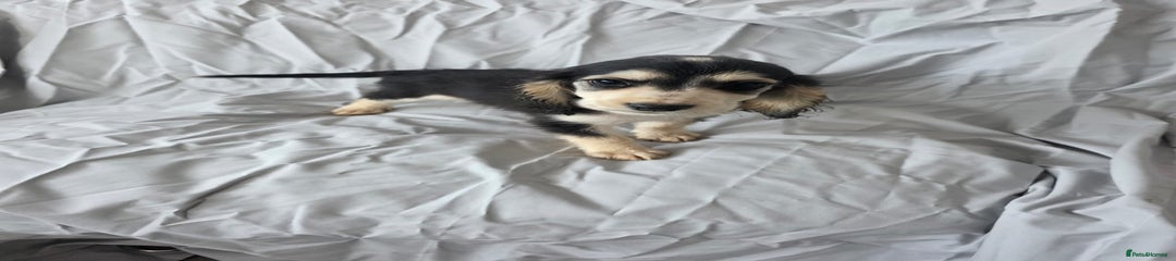 Tri