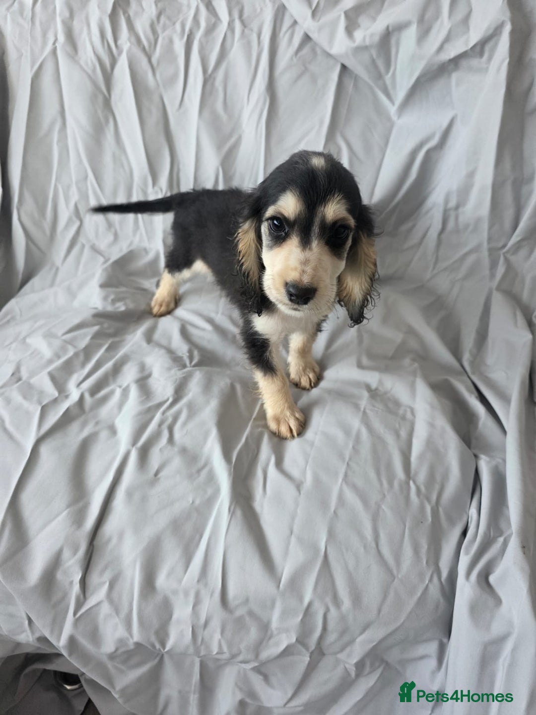 Cocker Spaniel dogs for sale: READY NOW 1/2 show 1/2 working cocker spaniel pups - Image 6