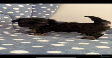 Maltipoo dogs - Advert 9