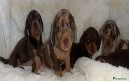 Miniature Dachshund dogs for sale: Miniature dachshund puppies - Image 4