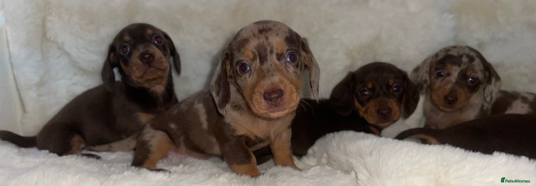 Miniature Dachshund dogs for sale: Miniature dachshund puppies - Image 4