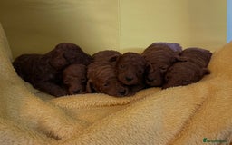 Toy Poodle dogs for sale: Stunning Deep Red Toy Poodles 🐩 Ready 16th Oct - Image 7