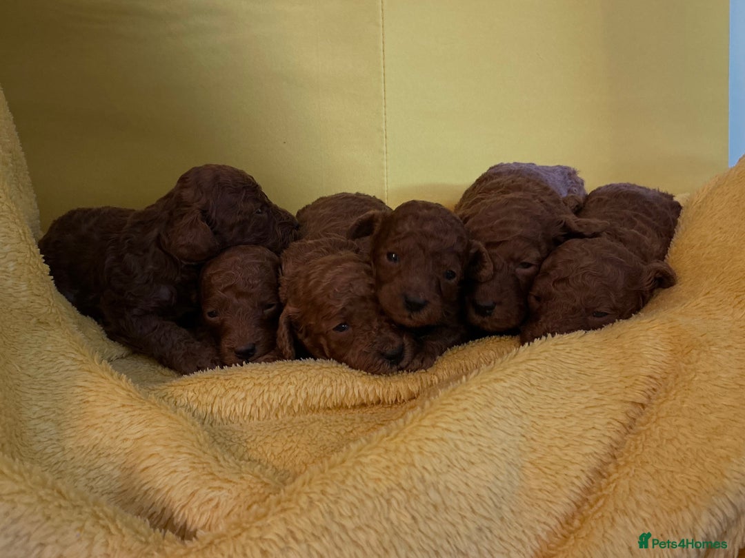 Toy Poodle dogs for sale: Stunning Deep Red Toy Poodles 🐩 Ready 16th Oct - Image 7