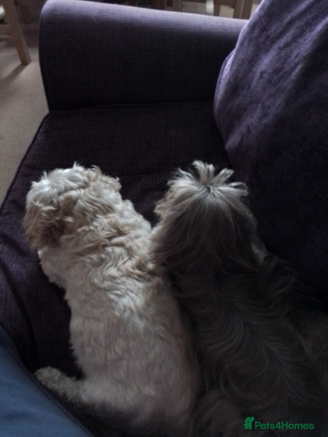 Shih Tzu dogs for sale: Rare Phantom Lilac Boy For Sale - Image 4