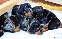 Dachshund dogs for stud: Kc registered standard smooth stud  in Newton Abbot - Image 21