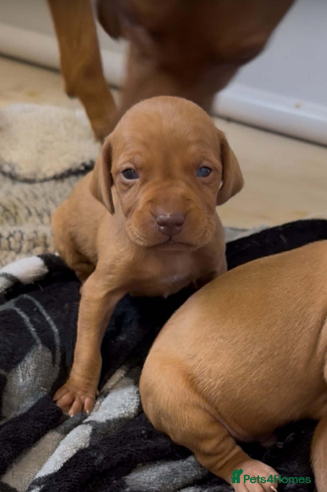 Hungarian Vizsla dogs for sale: Stunning KC Vizsla Pups - Image 7