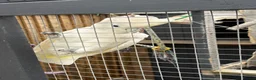 Cockatoo birds for sale: Ducorps cockatoo in Colchester - Advert 2