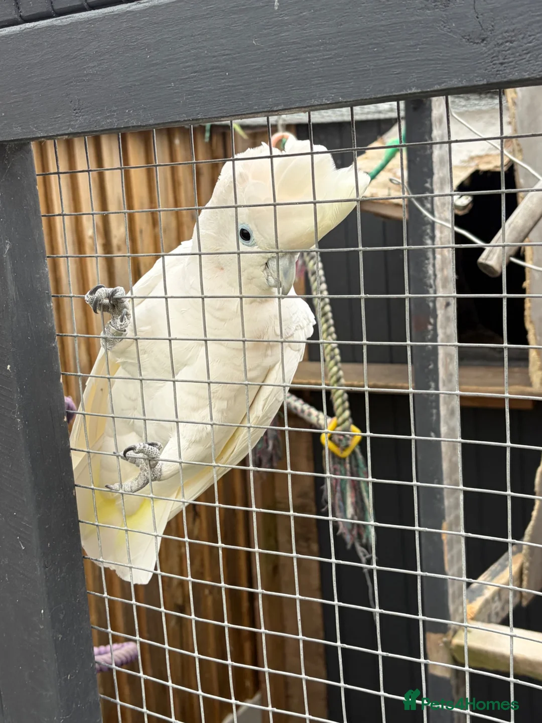 Cockatoo birds for sale: Ducorps cockatoo in Colchester - Advert 2