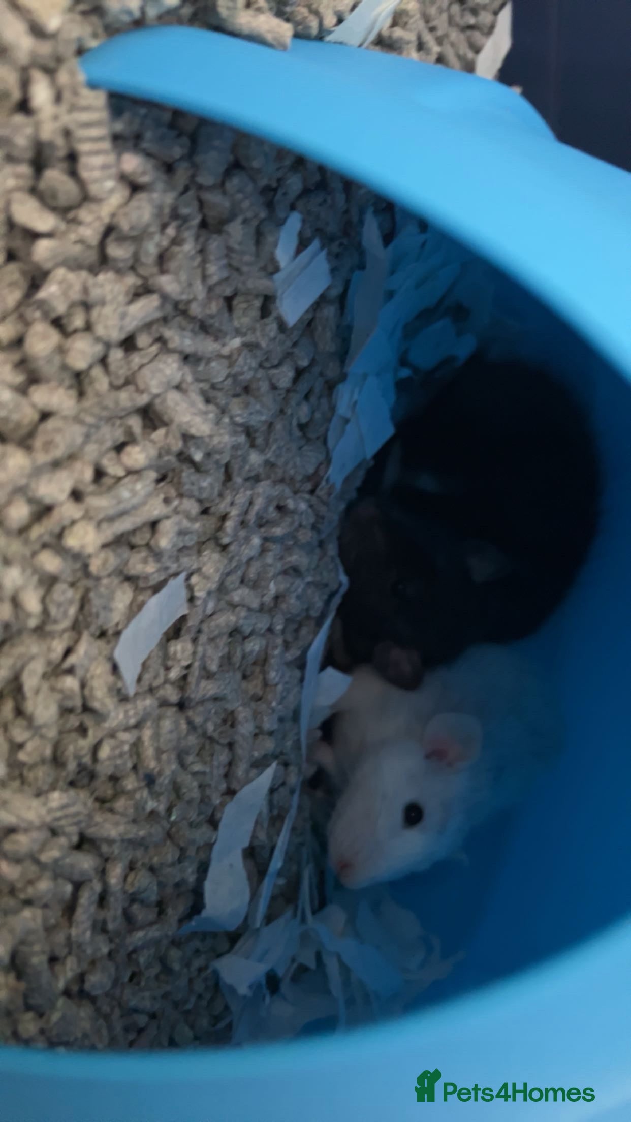 Rat rodents 2 beautiful female rats in Melton Mowbray - Advert 3