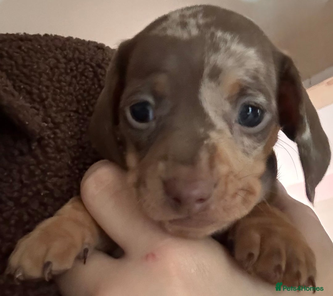 Miniature Dachshund dogs for sale: Miniature shorthaired dachshund pups - Advert 2