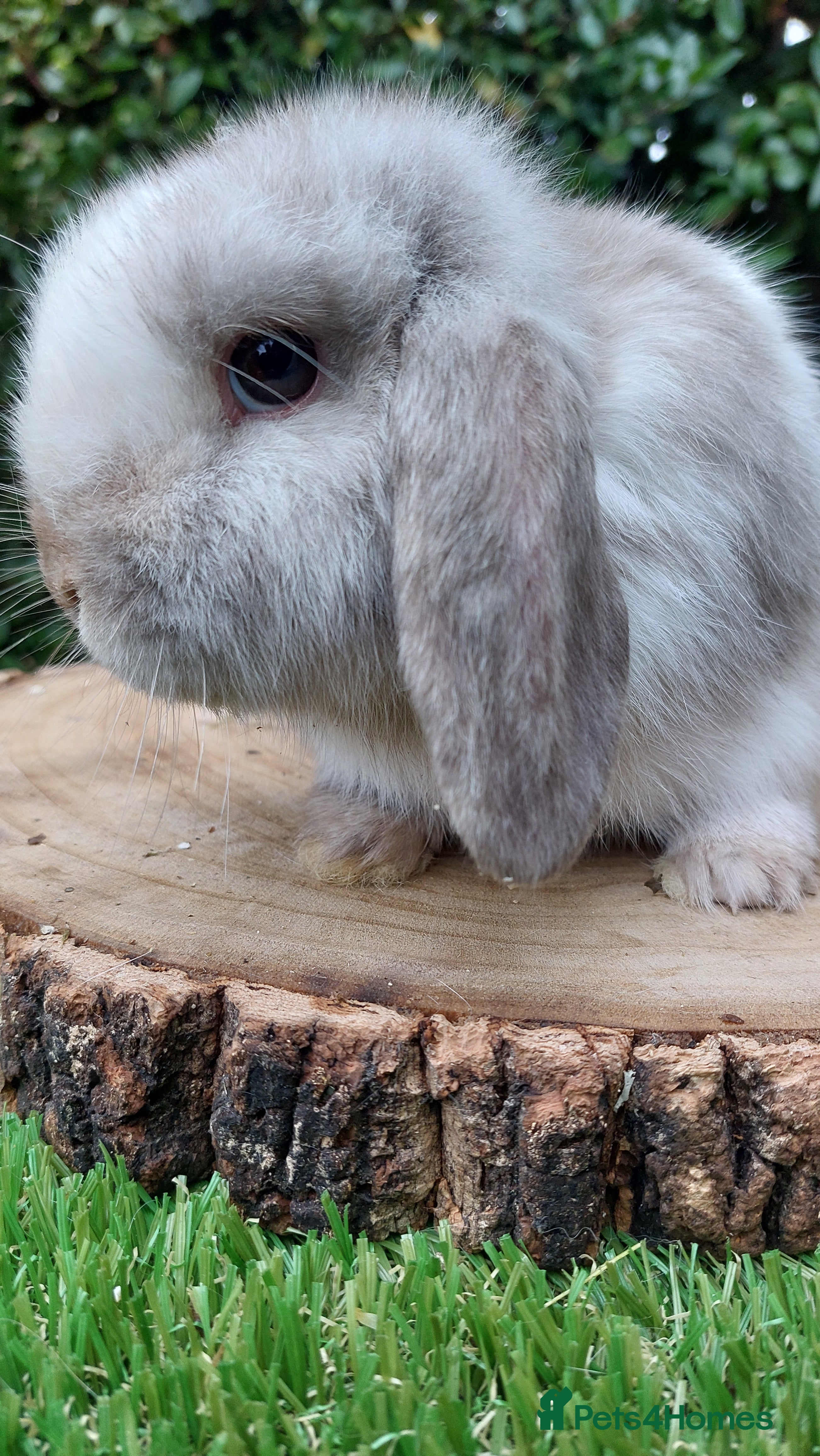 Mini Lop rabbits Adorable mini lop baby rabbits ready now - Advert 18
