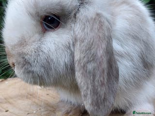 Mini Lop rabbits Adorable mini lop baby rabbits ready now - Advert 17
