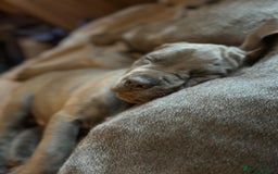 Cane Corso dogs for sale:  Pure breed Cane Corso  Puppies Looking for Homes  - Image 20