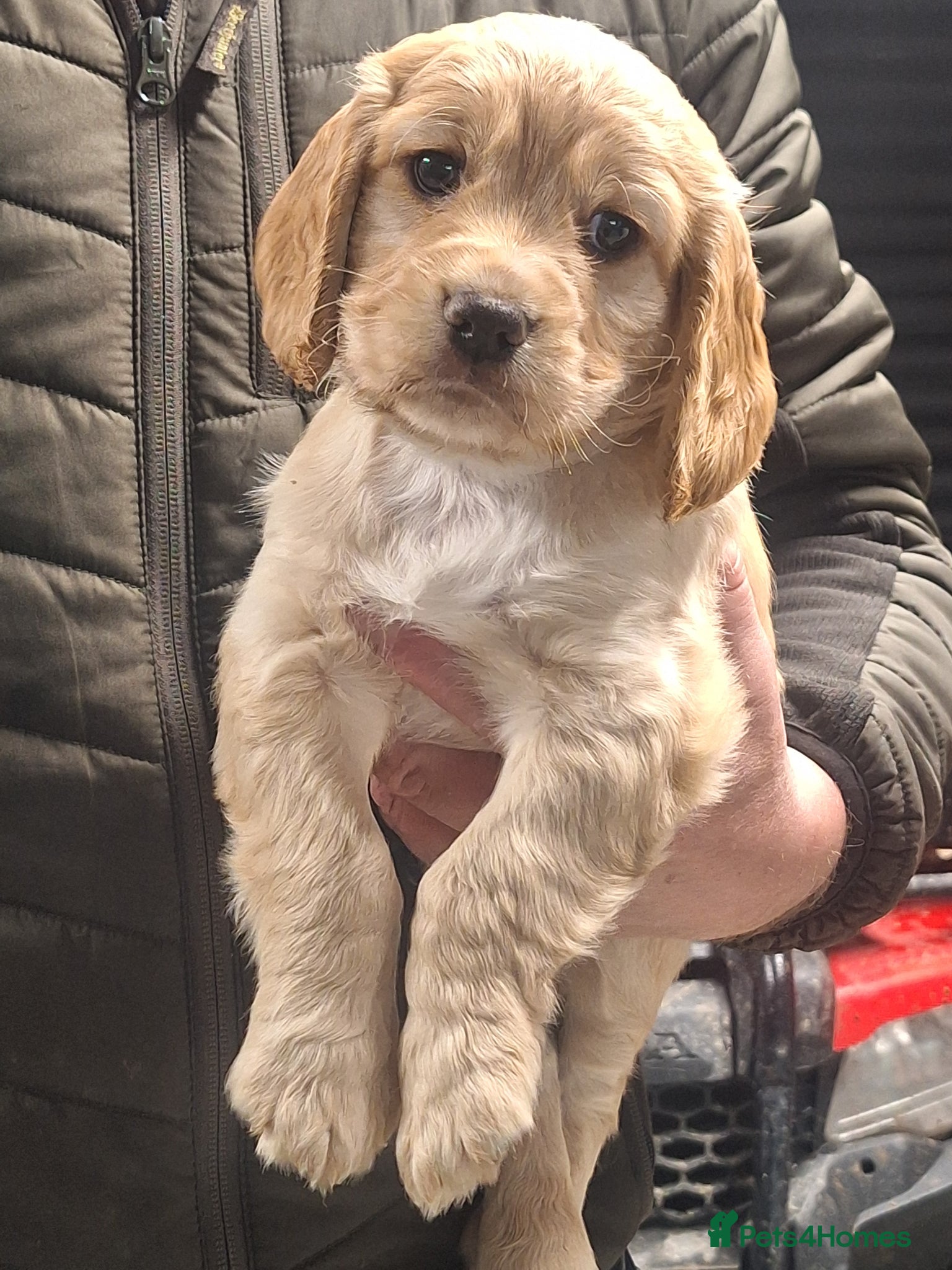 Cocker Spaniel dogs Working cocker: 1 Lemon DOG pup available - Advert 2