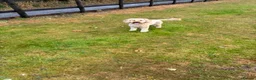 Cockapoo dogs for sale: Rosie 🩷 🐾  - Advert 4