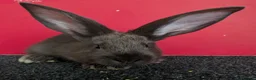 Continental Giant rabbits for sale: Continental Giant Rabbits For Sale - Advert 2