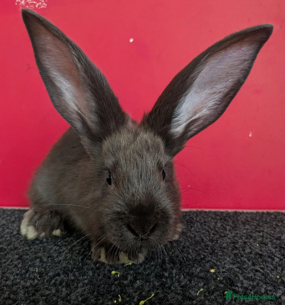 Continental Giant rabbits for sale: Continental Giant Rabbits For Sale - Advert 2
