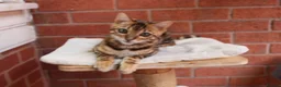 Bengal cats for sale: 🐾 Beautiful Bengal Kitten Aurora🐾 - Advert 12