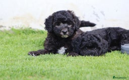 Cavapoochon dogs for sale: Beautiful Cavapoochon female puppy for sale - Image 6