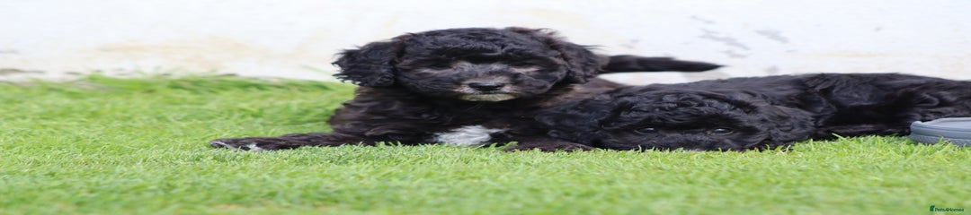 Cavapoochon Puppy 1