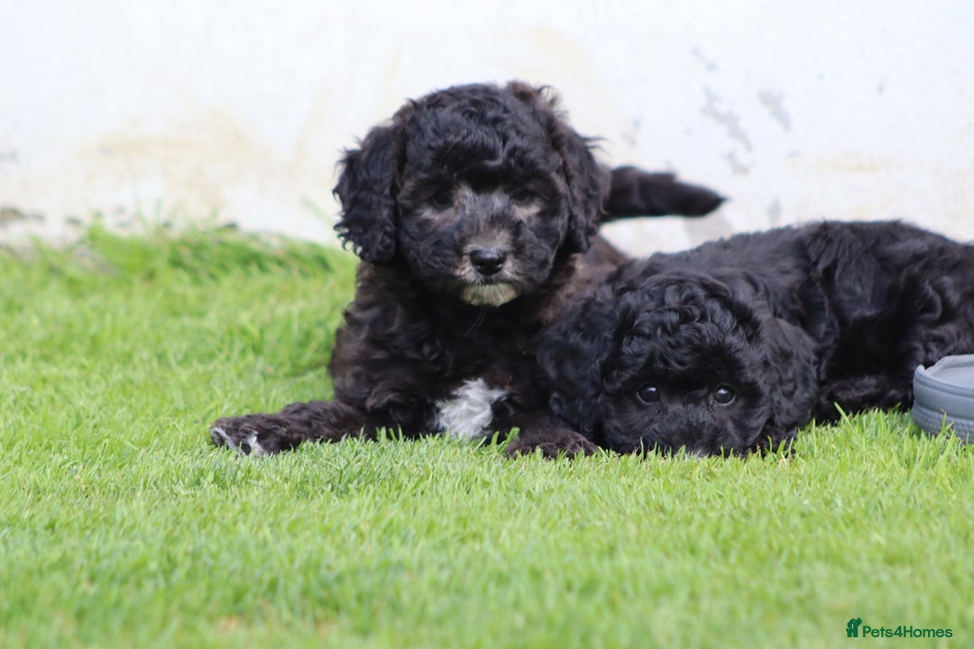 Cavapoochon dogs for sale: Beautiful Cavapoochon female puppy for sale - Image 6