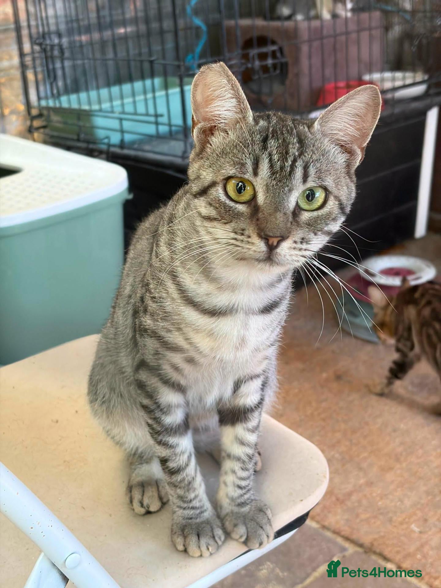 Mixed Breed cats Gorgeous Britt is still figuring out the world. - Advert 4
