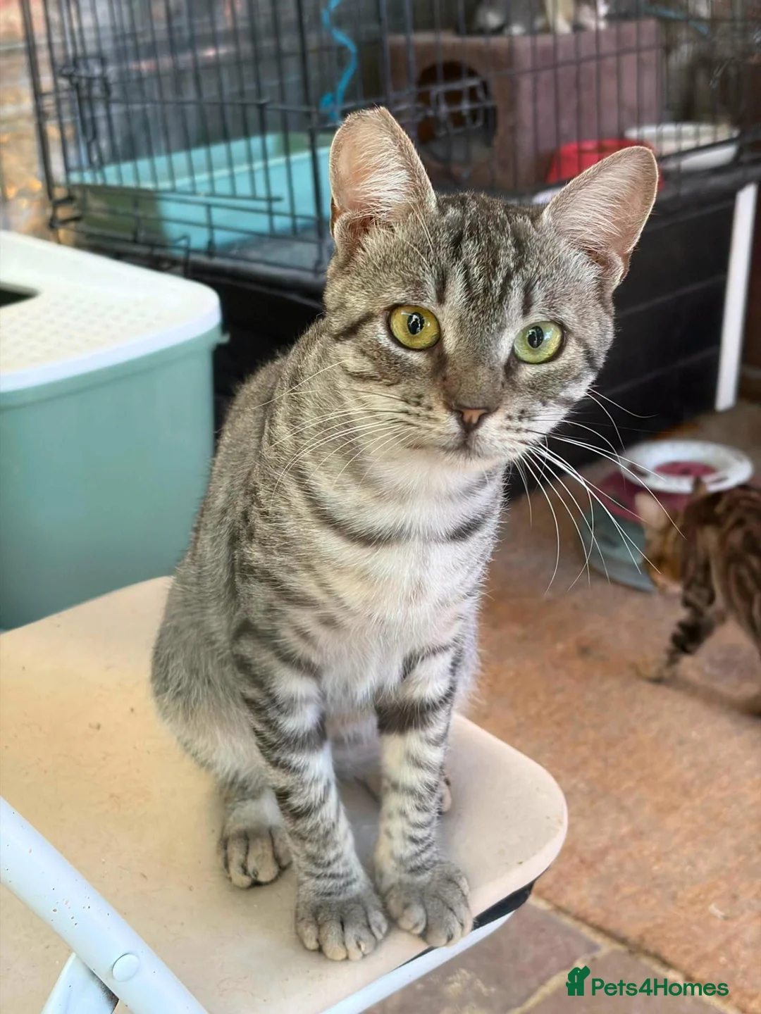 Mixed Breed cats for adoption: Gorgeous Britt is still figuring out the world. - Advert 1