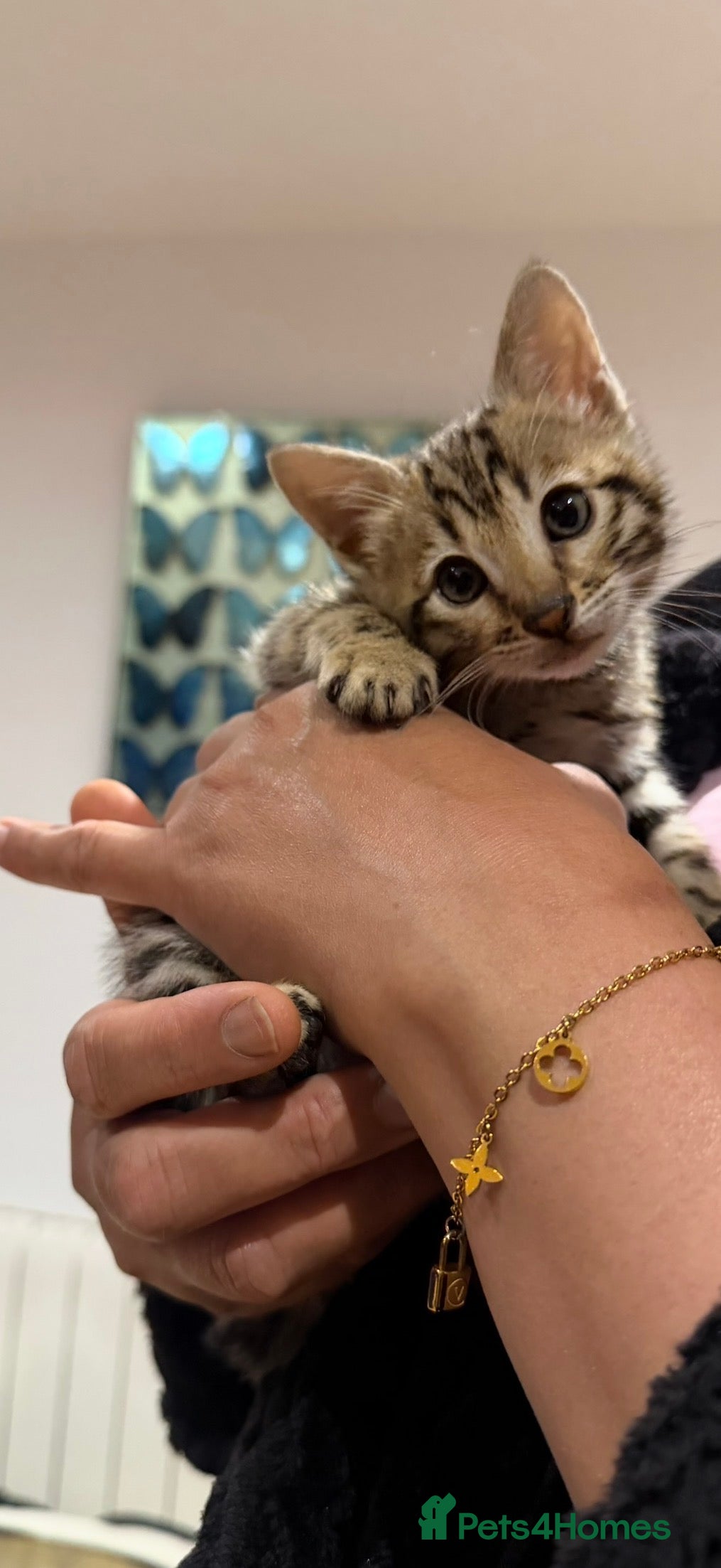 Bengal cats Beautiful Bengal Kittens for sale.  - Advert 16