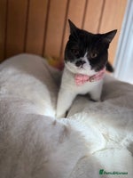 British Shorthair cats - Advert 7