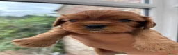 Cavalier King Charles Spaniel dogs for sale: KC registered Cavalier King Charles Spaniels  in Banbury - Advert 4