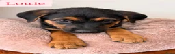 Mixed Breed dogs for sale:  Stunning Rottweiler × German Shepherd Puppies - Advert 18