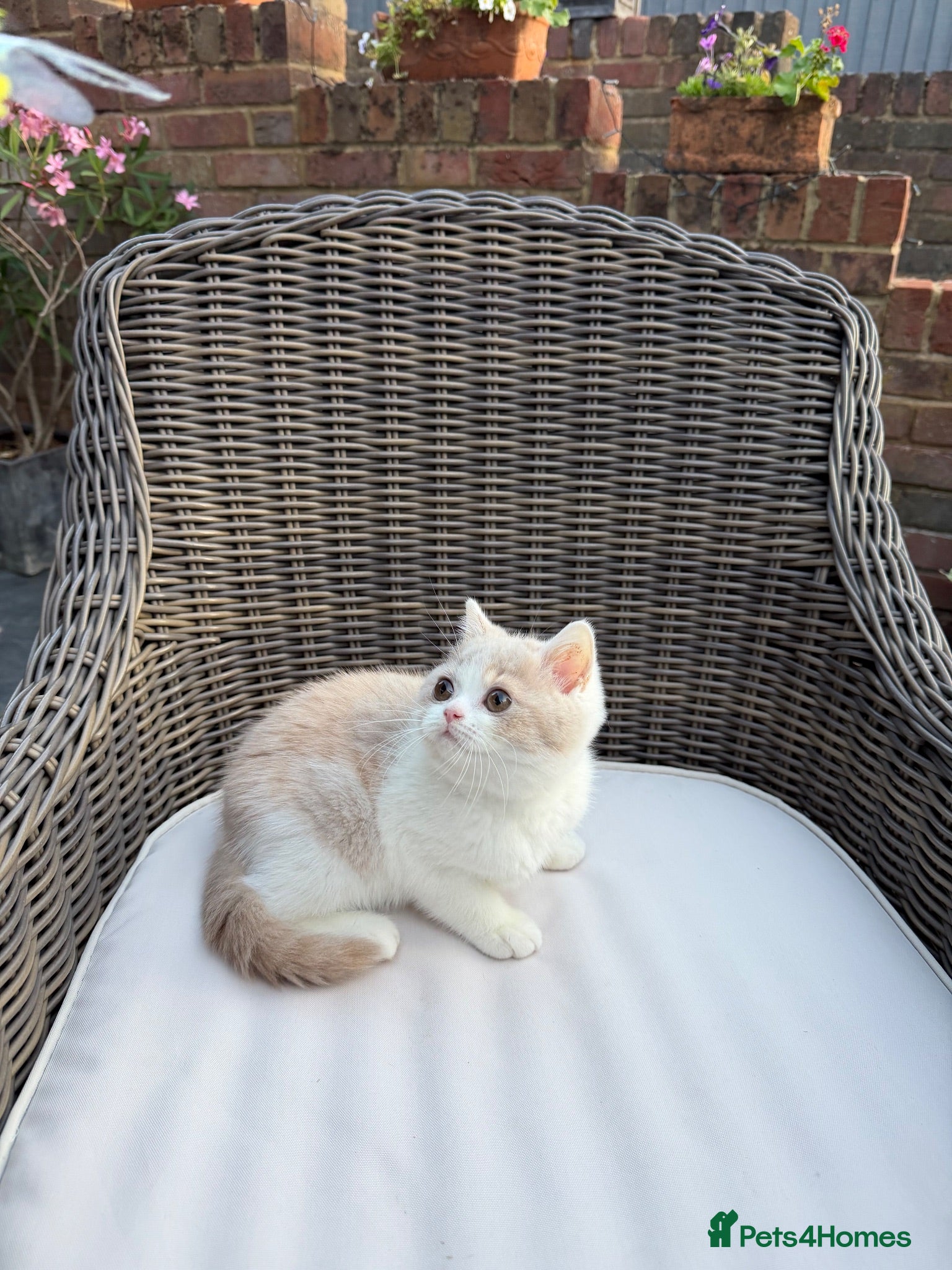 British Shorthair cats READY NEXT WEEK - FULL PEDIGREE REGISTERED BSH - Advert 1