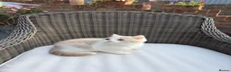 British Shorthair cats for sale: READY NEXT WEEK - FULL PEDIGREE REGISTERED BSH - Advert 29