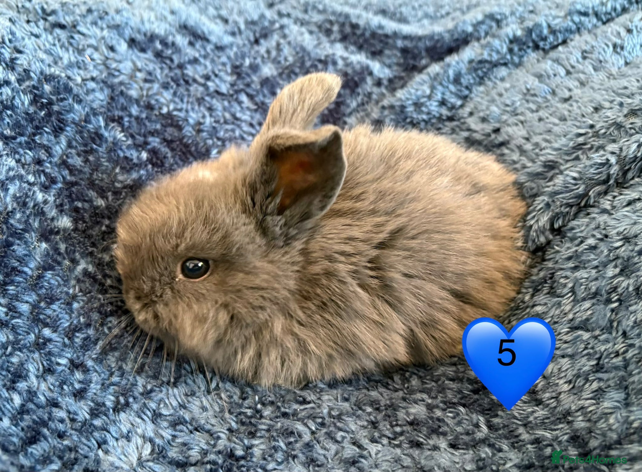 Mini Lop rabbits Pure bred mini lop bunnies - Advert 2