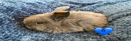 Mini Lop rabbits for sale: Pure bred mini lop bunnies - Advert 9