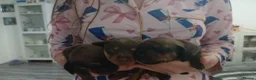 Miniature Dachshund dogs for sale: 3 stunning mìniture dachshunds - Advert 3