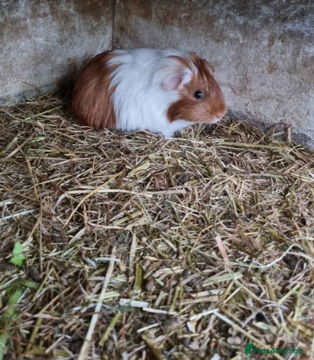 Guinea Pig rodents for sale: 8 week old +  female guineapigs - Image 8