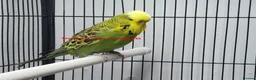 Budgerigars birds for sale: Baby Budgiess Ashford Kent - Advert 4