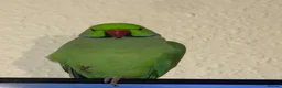 Ringnecks birds for sale: Male Indian ring neck parrot  - Advert 4