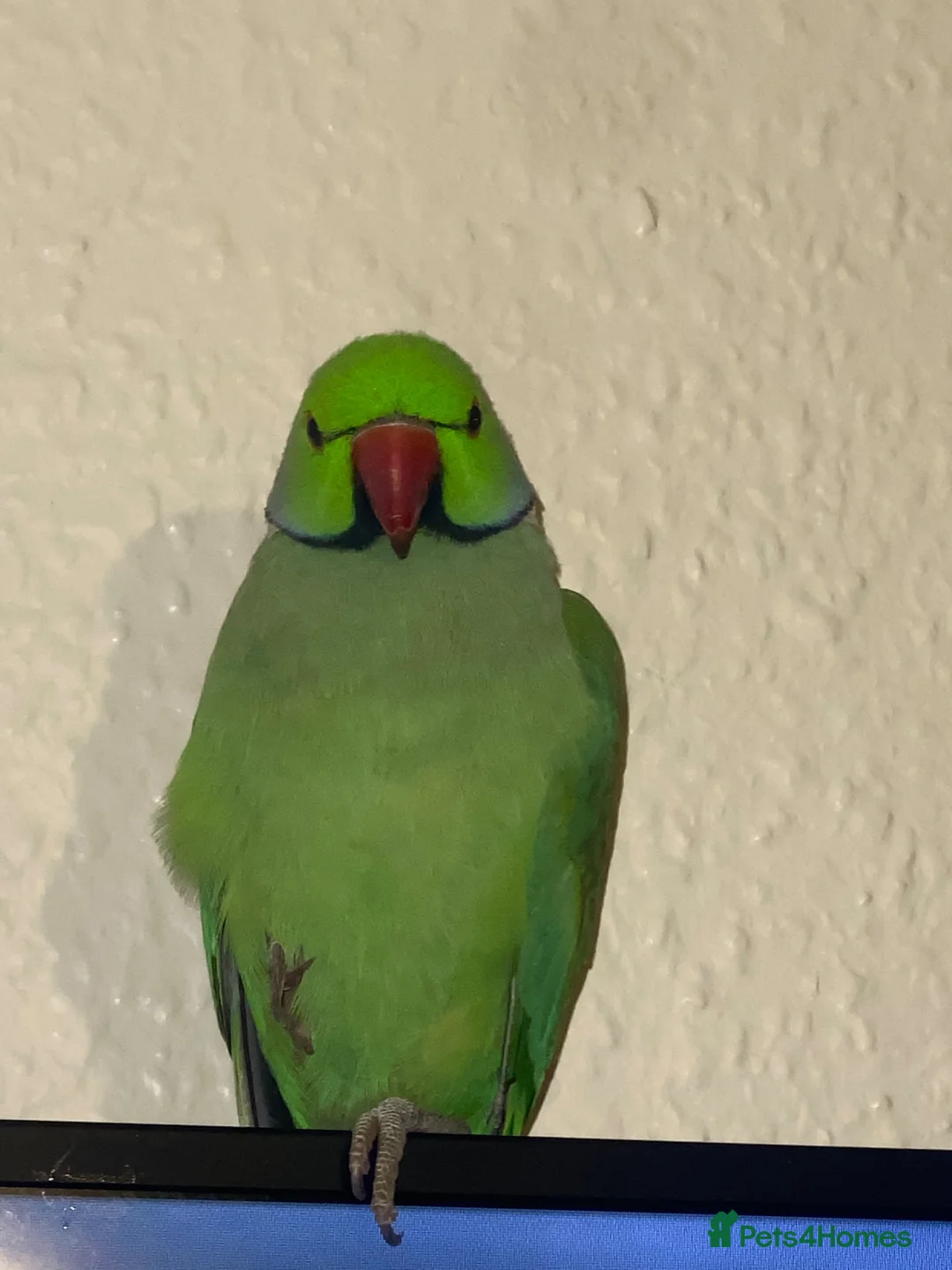Ringnecks birds for sale: Male Indian ring neck parrot  - Advert 4