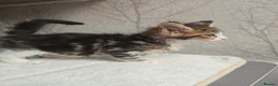 Maine Coon cats for sale: Beautiful Maine Coon Kittens Amazing Lines - Advert 26