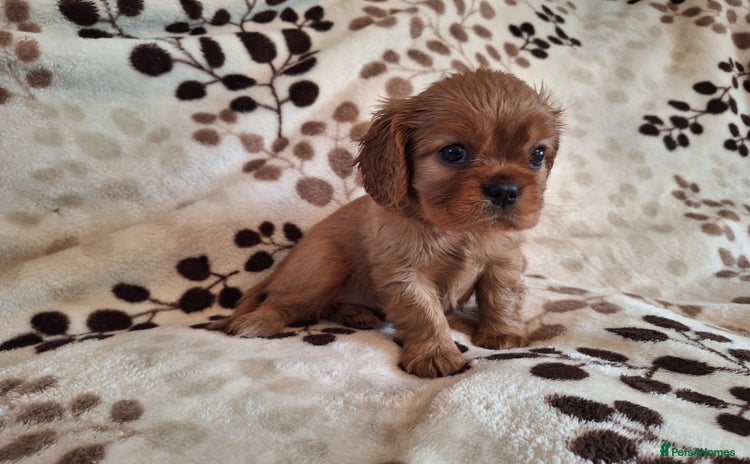 Cavalier King Charles Spaniel dogs - Advert 14