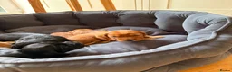 Cocker Spaniel dogs for sale: Litter of Cute Cocker Spaniels in Liverpool - Advert 17