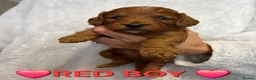 Cockapoo dogs for sale: 🌟F1 miniature health tested cockapoos🌟 - Advert 15