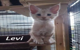 Maine Coon cats for sale: Home raised stunning Mainecoon boys. - Image 15