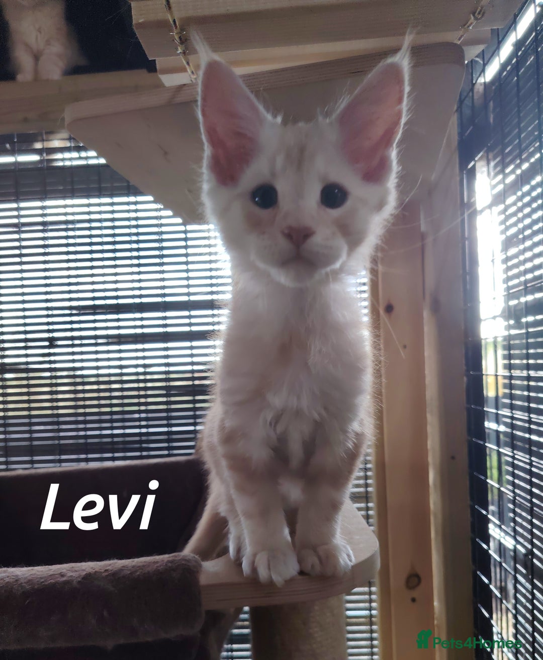 Maine Coon cats for sale: Home raised stunning Mainecoon boys. - Image 15